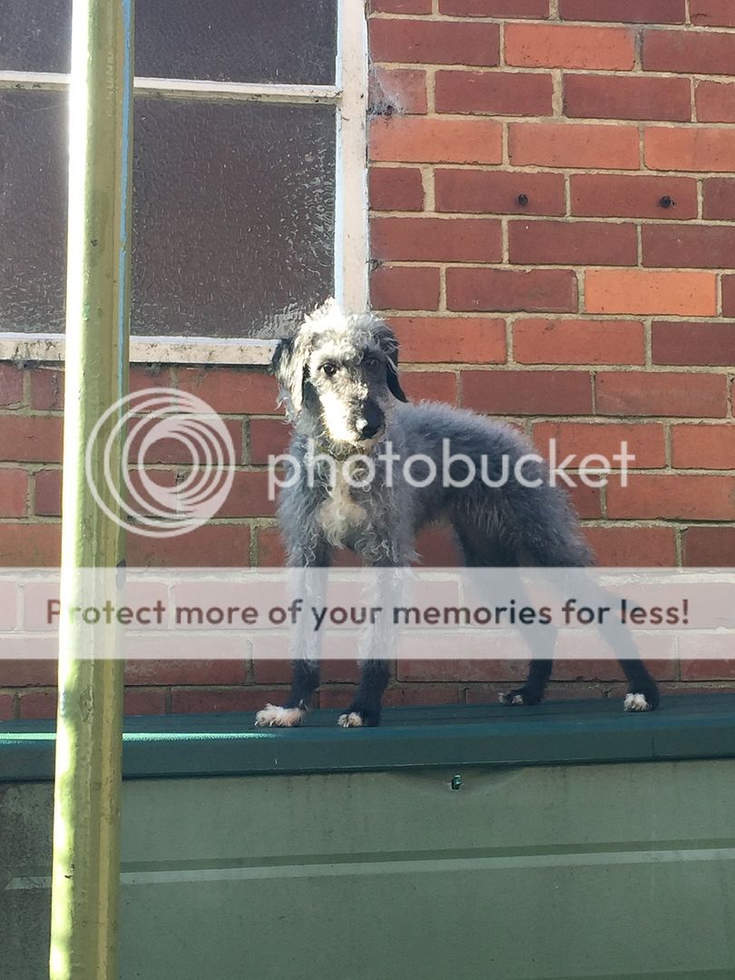 3F00DD1D-DEEC-4535-AD8B-6DF17B66D538_zps