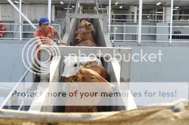 Ilustrasi: Pelabuhan Ternak yang akan dibangun di Bojanegara, Banten