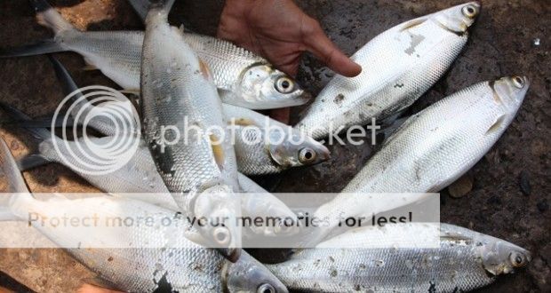 Ikan Bandeng jadi potensi unggulan masyarakat pesisir Pangandaran