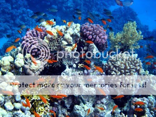 Pelestarian Terumbu Karang