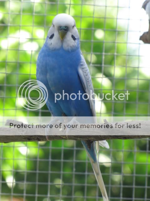 IMG_2196.jpg?t=1283559382