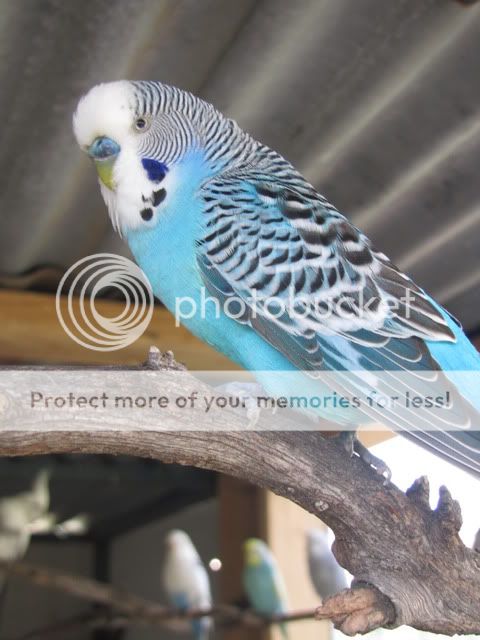 IMG_2216.jpg?t=1283559382