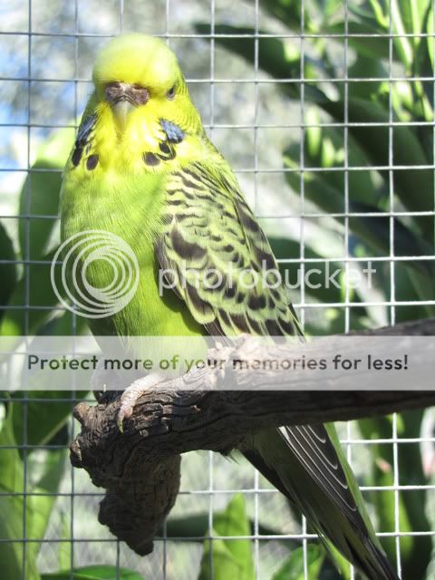 IMG_2248.jpg?t=1283559383