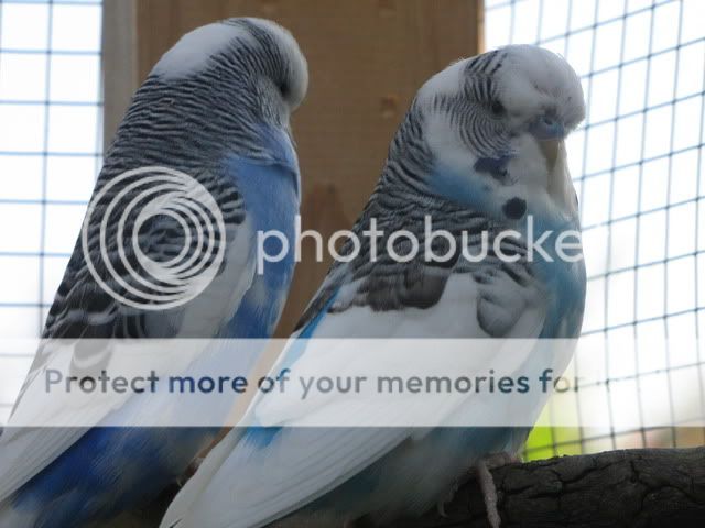 IMG_2619.jpg?t=1283559303