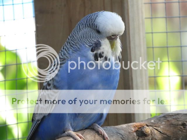 IMG_2640.jpg?t=1283558987