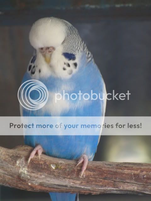 IMG_2654.jpg?t=1283558987