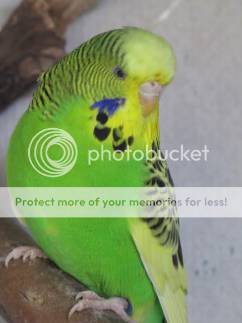 IMG_2808.jpg?t=1283558987