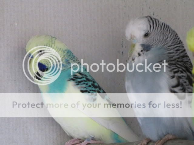 IMG_2813.jpg?t=1283558987