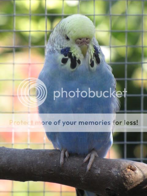 IMG_2819.jpg?t=1283558987