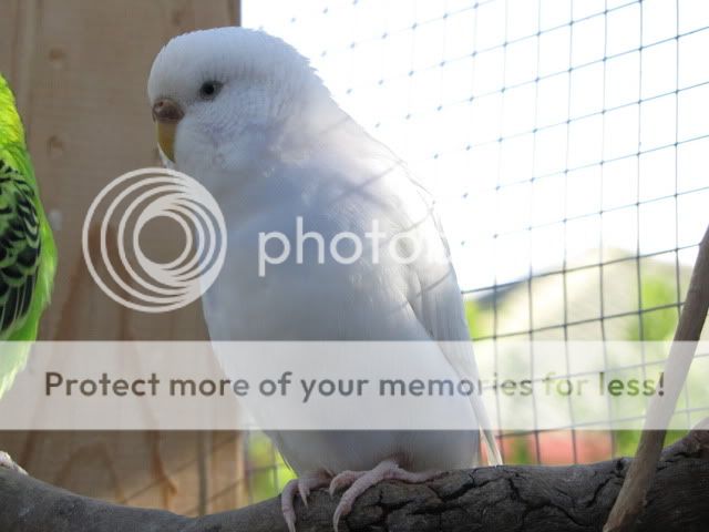 IMG_2820.jpg?t=1283558987