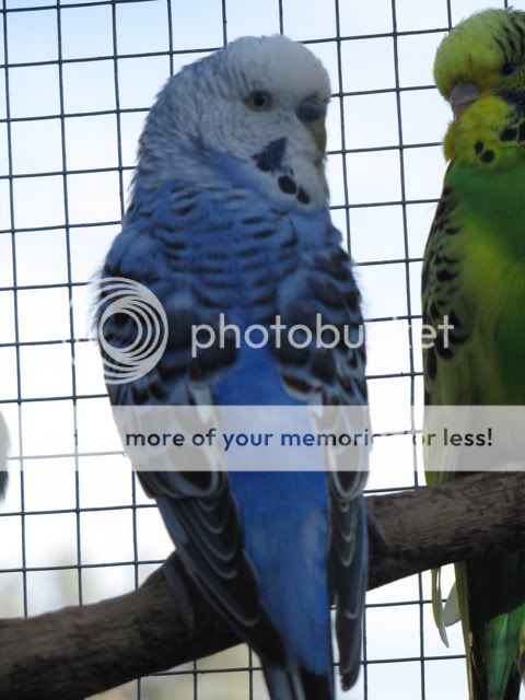 IMG_2825.jpg?t=1283558987