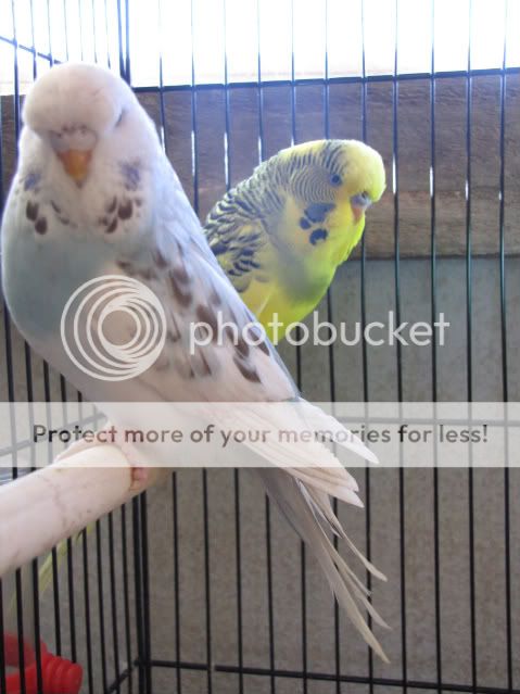 IMG_3010.jpg?t=1283558987