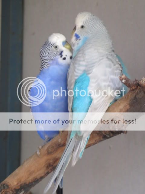 IMG_3038.jpg?t=1283559143