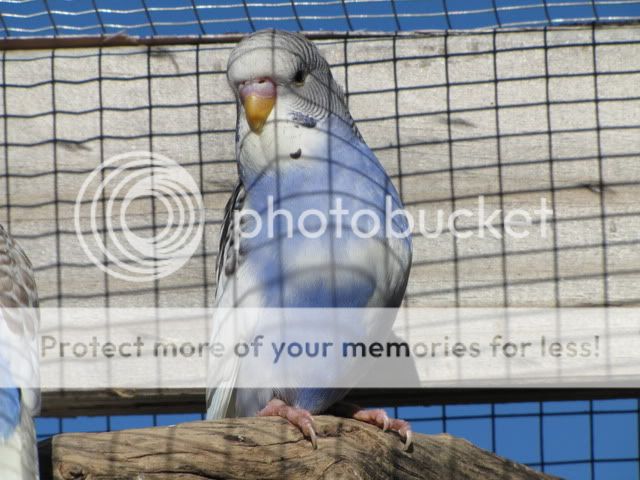 IMG_3040.jpg?t=1283559143