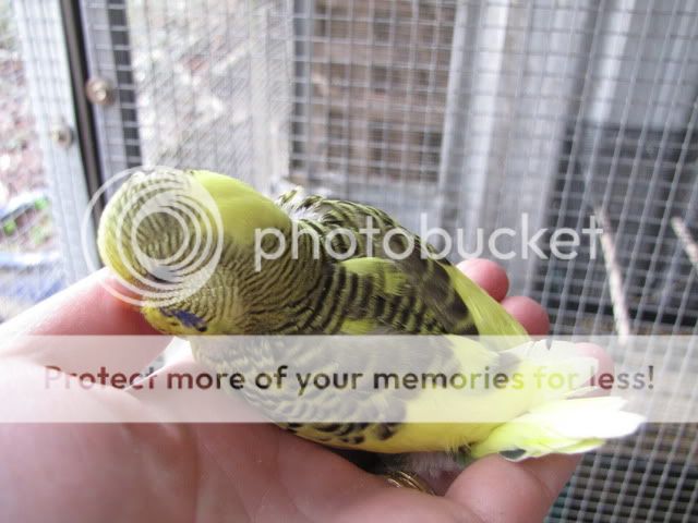 IMG_3213.jpg?t=1283559740