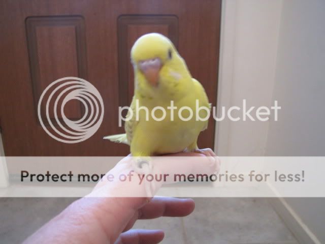 IMG_3233.jpg?t=1283515606