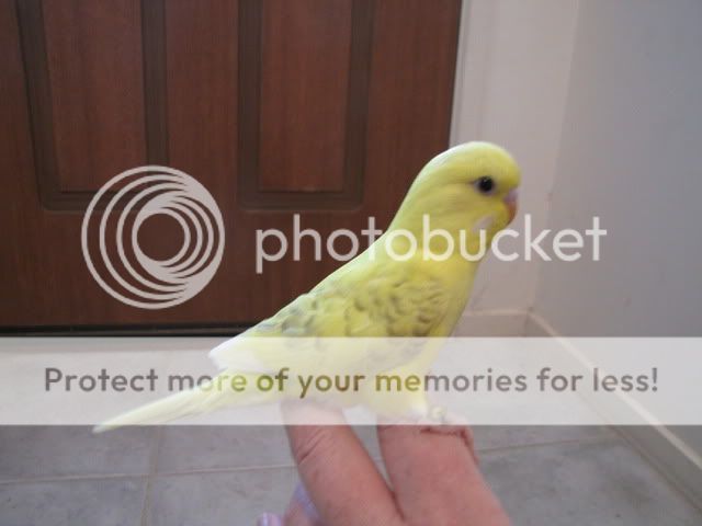 IMG_3235.jpg?t=1283515606