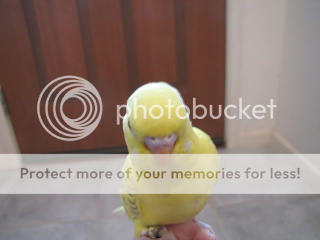 IMG_3239.jpg?t=1283515606