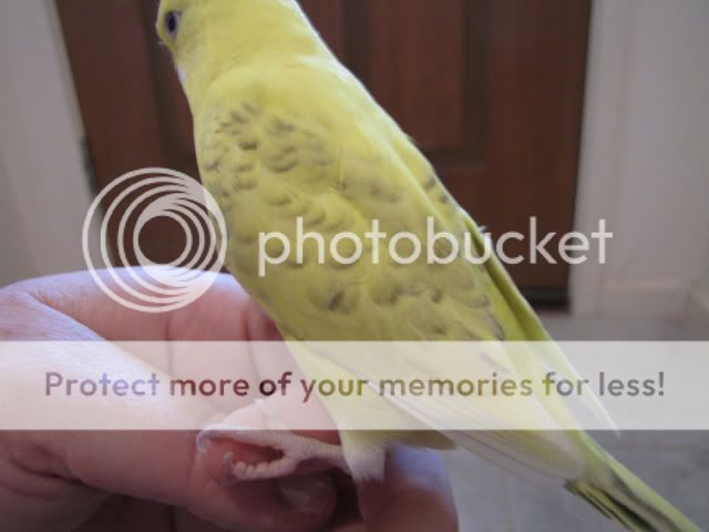 IMG_3241.jpg?t=1283515606