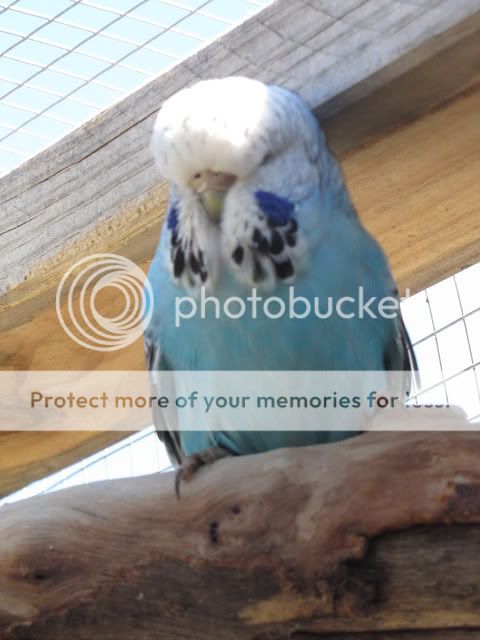 IMG_3258.jpg?t=1283833602