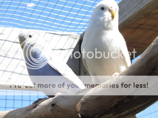 IMG_3268.jpg?t=1283833774