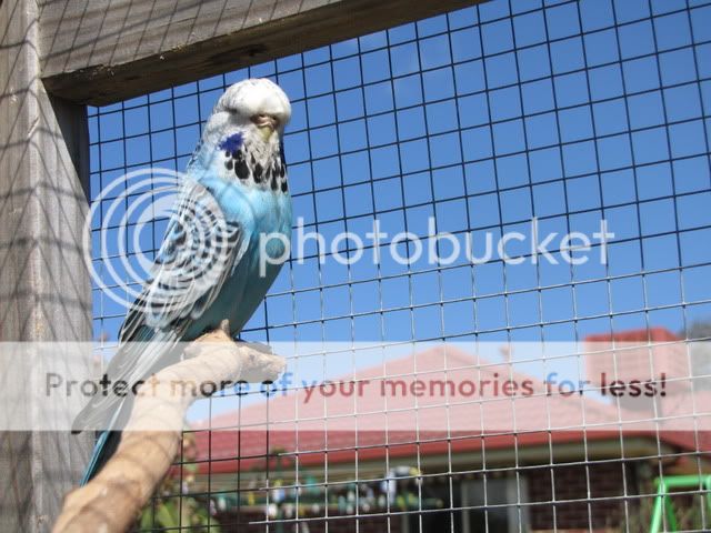 IMG_3276.jpg?t=1283833538