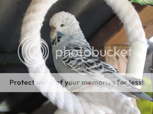 IMG_3278.jpg?t=1283833420