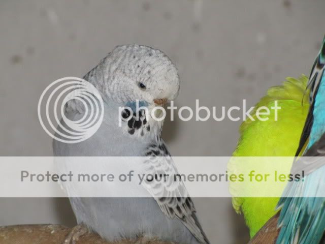 IMG_3283.jpg?t=1283833375