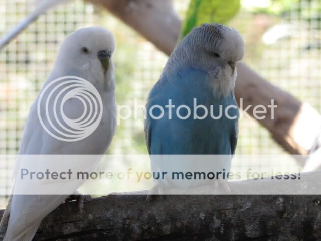 IMG_3299.jpg?t=1283833493