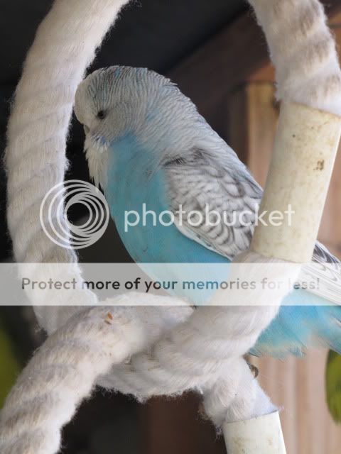 IMG_3311.jpg?t=1283833459