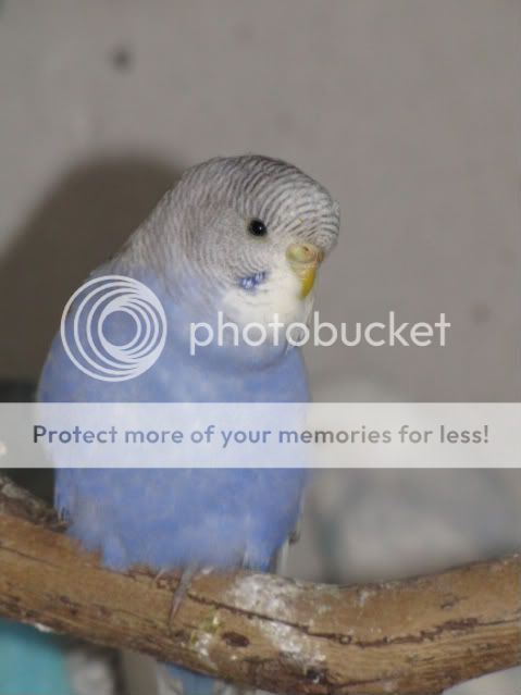 IMG_3314.jpg?t=1283833683