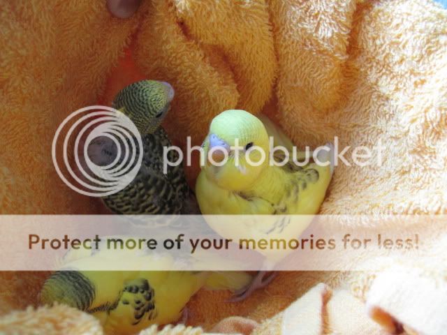 IMG_3498.jpg?t=1287722347