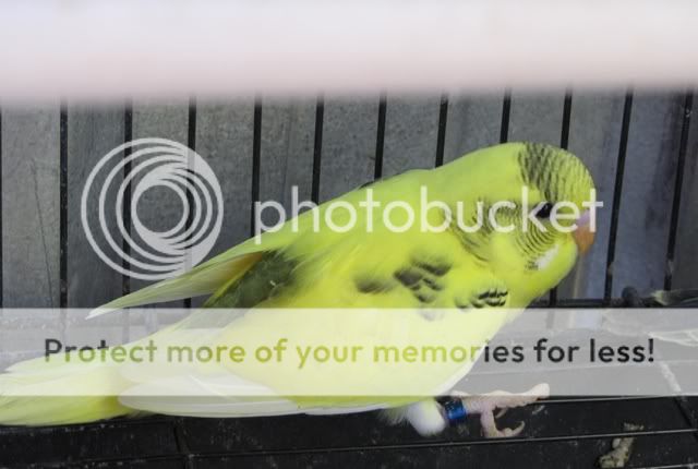 IMG_3552.jpg?t=1287722347