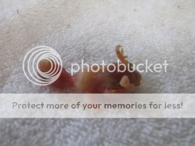 IMG_3581-1.jpg?t=1287815144