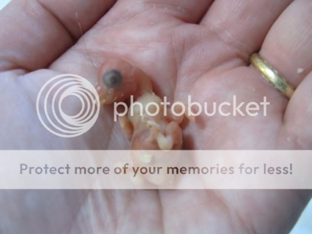 IMG_3586.jpg?t=1287815144