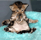 07.gif