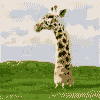 11.gif