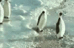 19.gif
