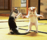 37.gif