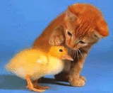 56.gif