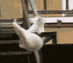 66.gif
