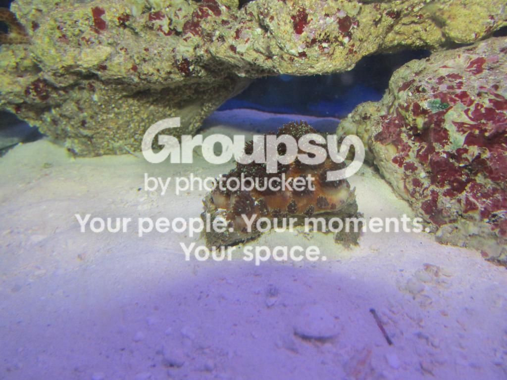 [TodoMarino.com] Identificacion anemona o coral