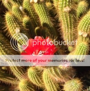 photo 32ccbf37-8ef9-4b44-b9a6-e58ef201dbcf_zpsb8hlun62.jpg